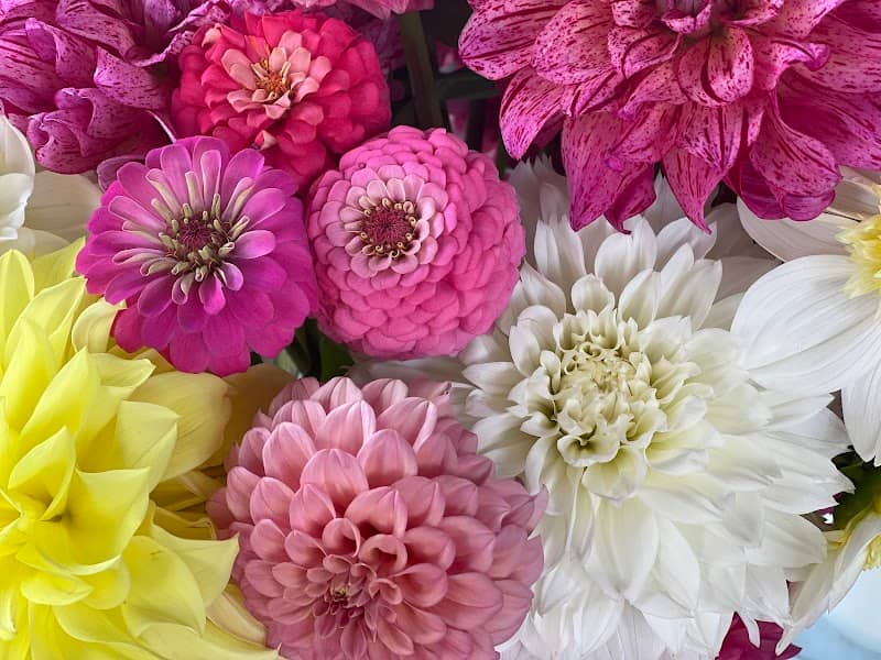 KD’s Diggin Up Dahlias - Image 1