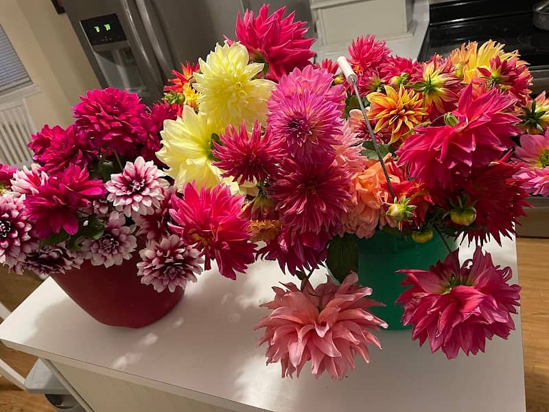 KD’s Diggin Up Dahlias - Image 3