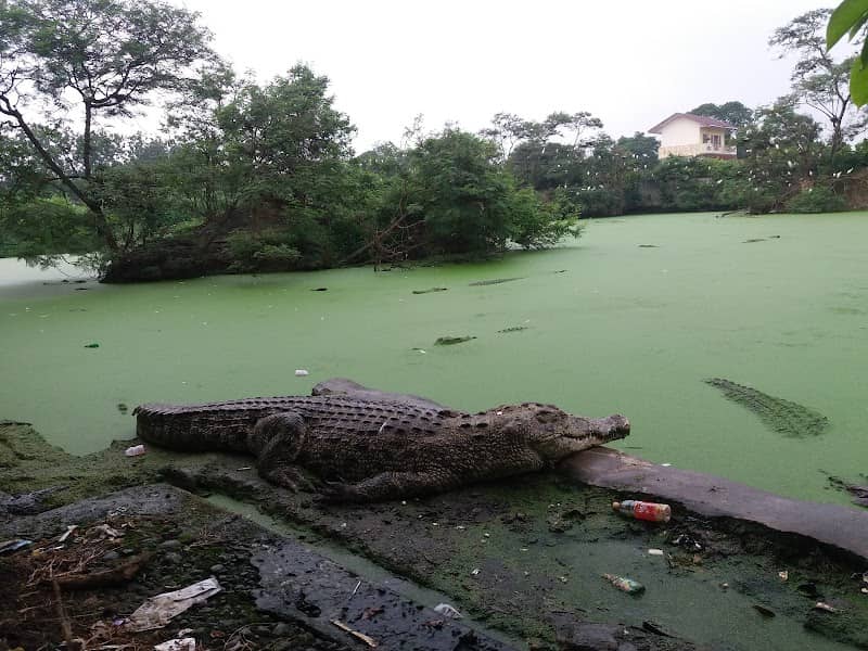 Penangkaran Buaya Asam Kumbang - Image 2