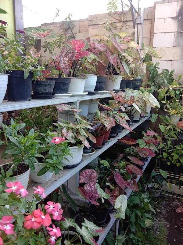 Garden cafe - Image 1