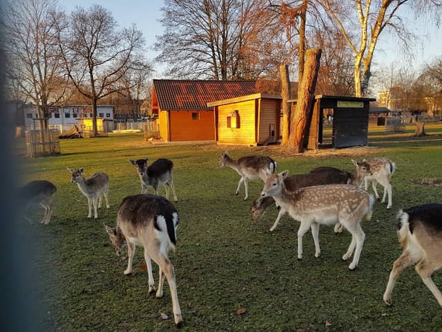 Quadrath-Ichendorf Zoo - Image 1
