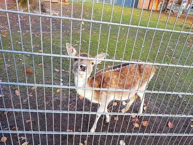 Quadrath-Ichendorf Zoo - Image 2