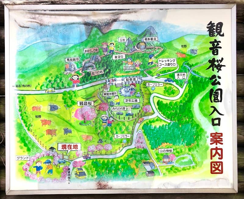 Kannon Sakura Tree - Image 3