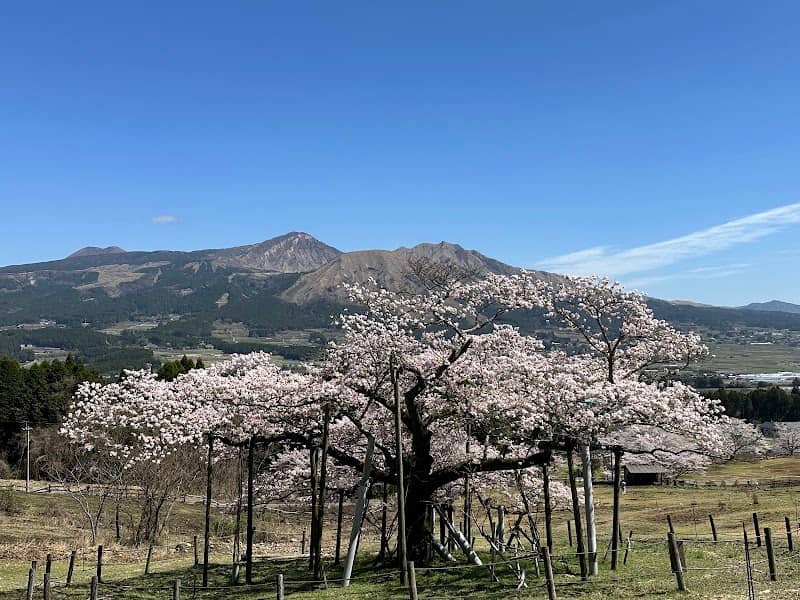 Kannon Sakura Tree - Image 1