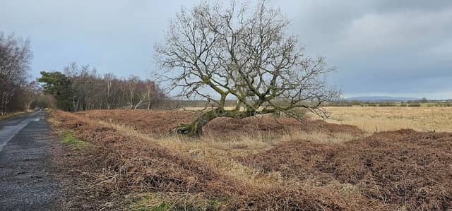 Linwood circular trail - Image 1