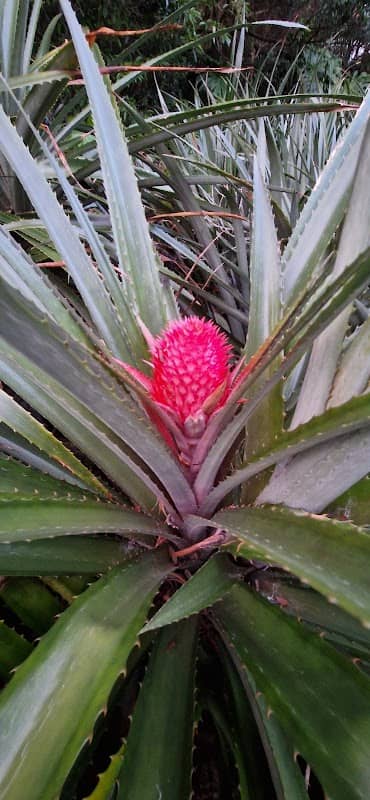 Pineapple plantation - Image 1