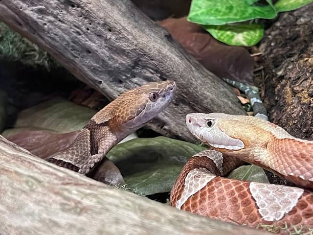 The Serpent Center - Image 2