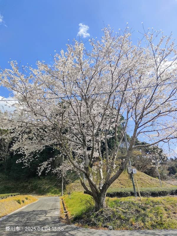 大日の一本桜 - Image 1