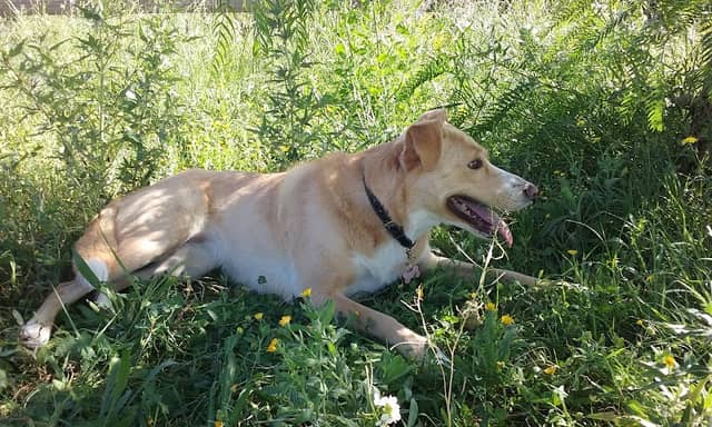 Dogland - Image 1