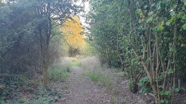 Pessall Brook Wood - Image 1