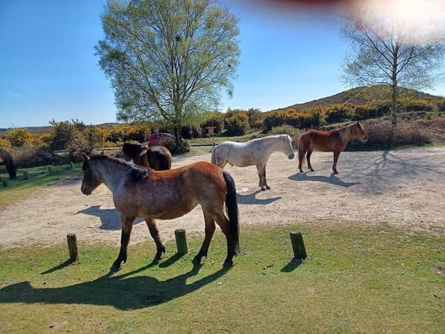 New Forest - Image 1