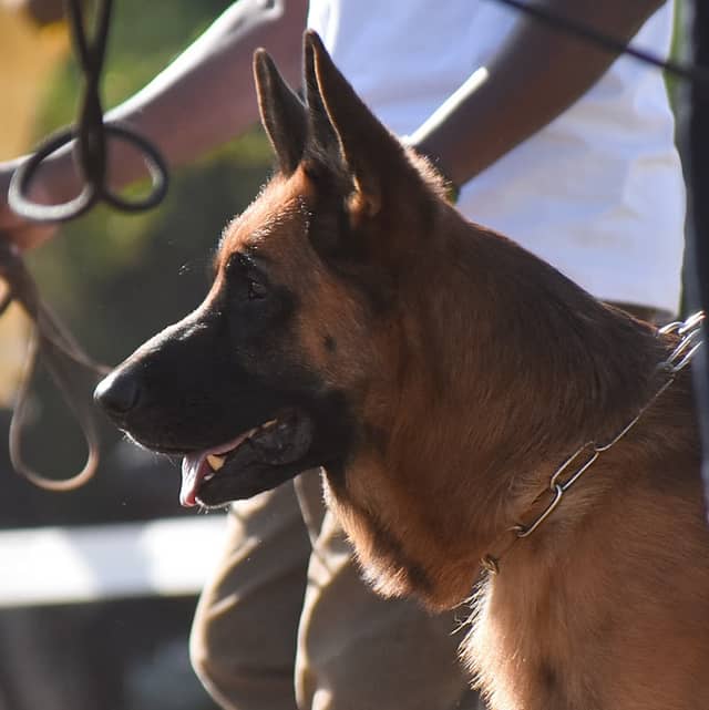 Vugasu kennels - Image 1
