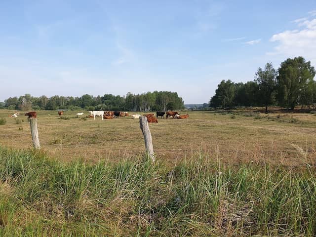 Bockhorst - Image 1