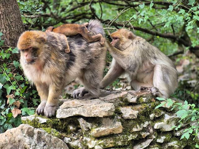 Monkey Forest - Image 2