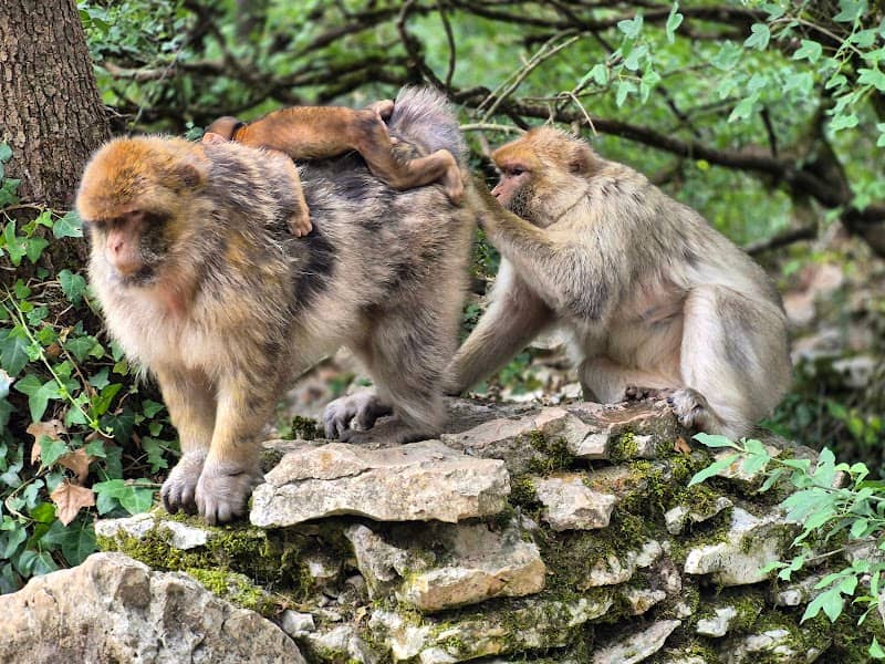 Monkey Forest - Image 2
