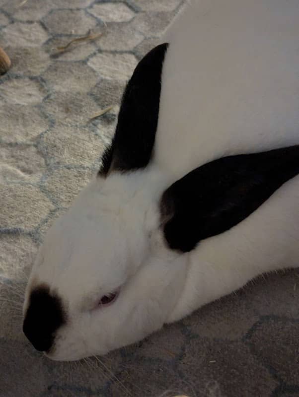 Melon the Rabbit - Image 3