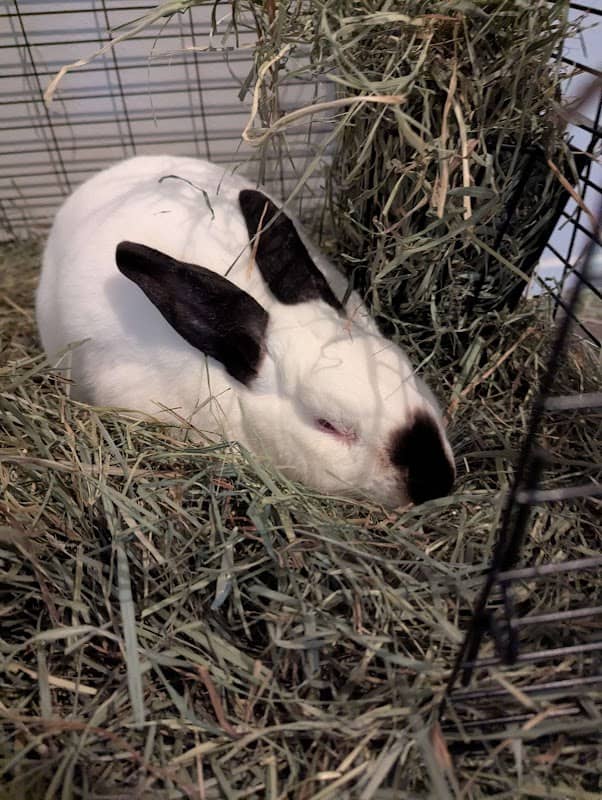 Melon the Rabbit - Image 2