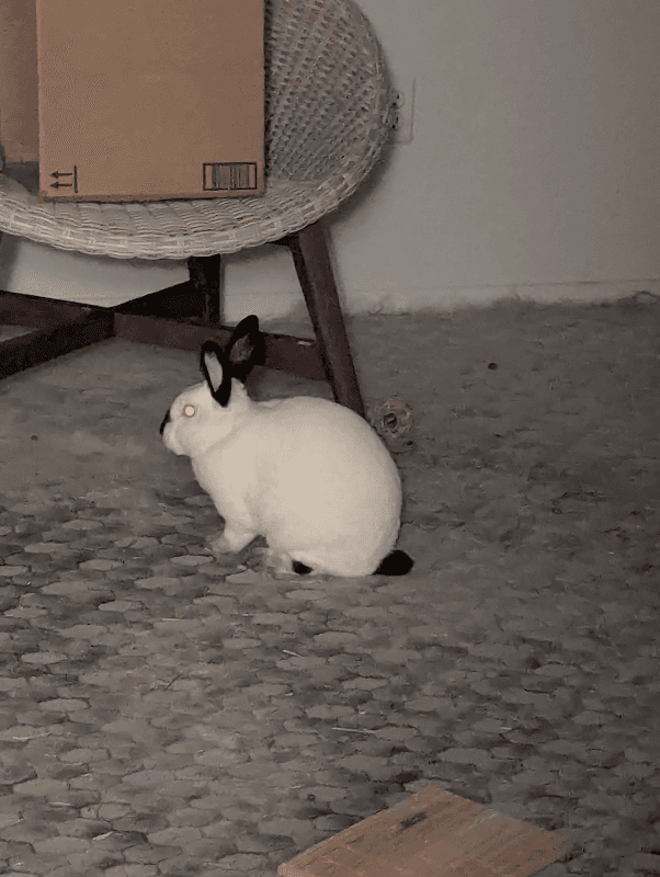 Melon the Rabbit - Image 1