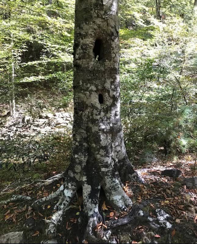Beech Creek National Scenic Area - Image 1