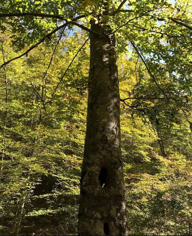Beech Creek National Scenic Area - Image 2