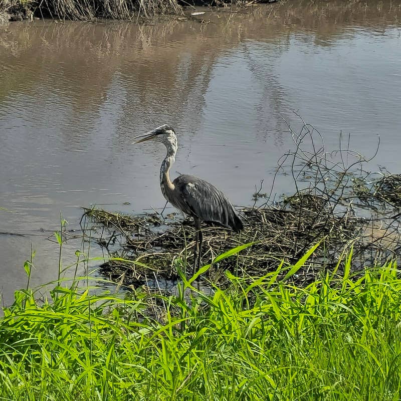 Cameron Prairie National Wildlife Refuge - Gibbstown Unit - Image 1