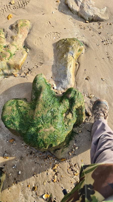 Dinosaur Coast - Image 3
