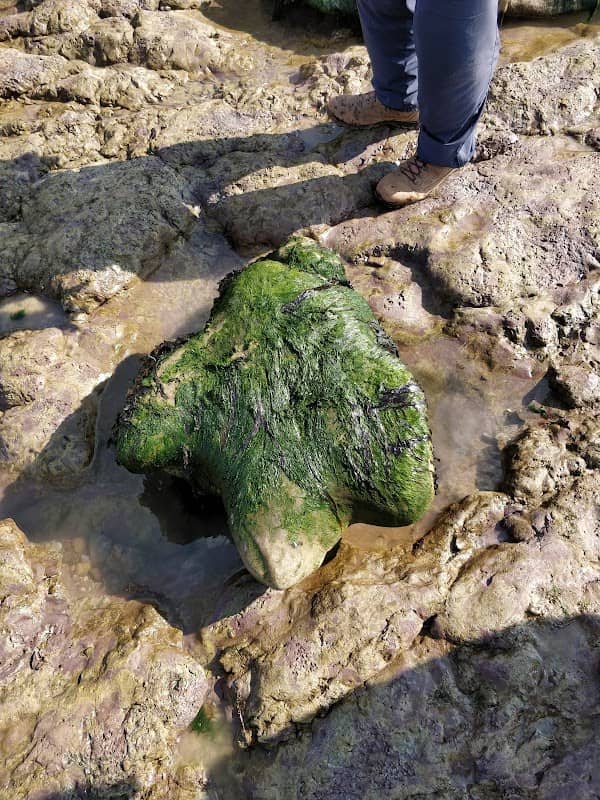 Dinosaur Coast - Image 2