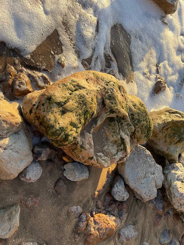 Dinosaur Coast - Image 1