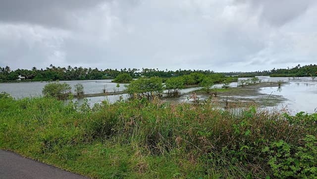 Devaswampadam Chera (Paddy Fields) - Image 3