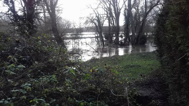 Pavenham Osier Beds - Image 1