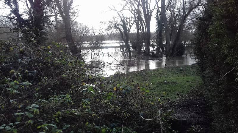 Pavenham Osier Beds - Image 1