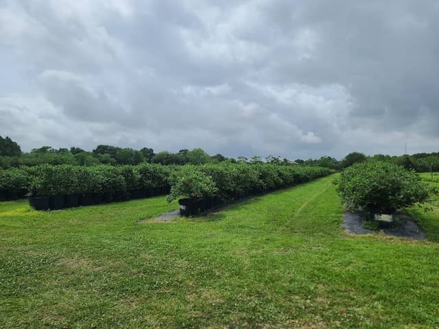 Fruits 'n Such Orchard - Image 1