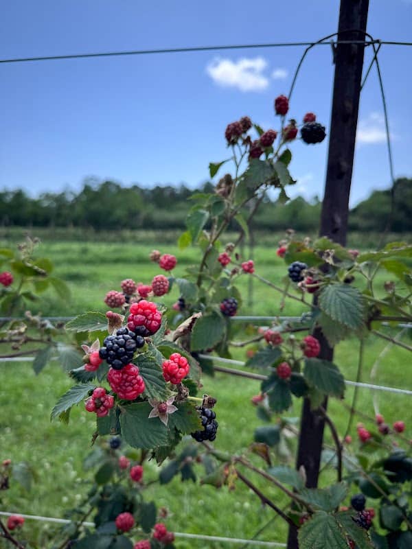 Fruits 'n Such Orchard - Image 2