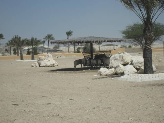 Al Areen wildlife park,Birds area - Image 1
