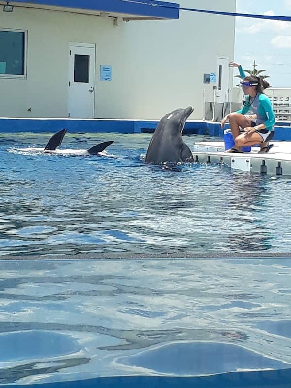 Marineland Dolphin Adventure - Image 1
