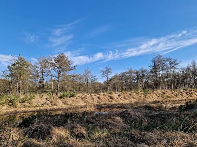 Otternhagener Moor - Image 1