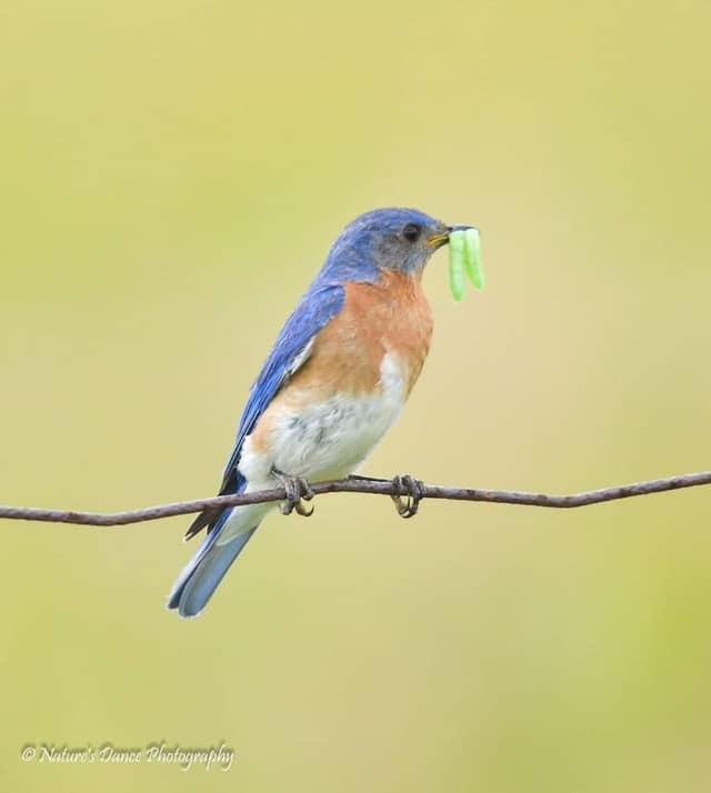 Carden Alvar Provincial Park - Image 3