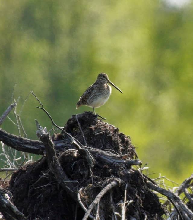 Carden Alvar Provincial Park - Image 2