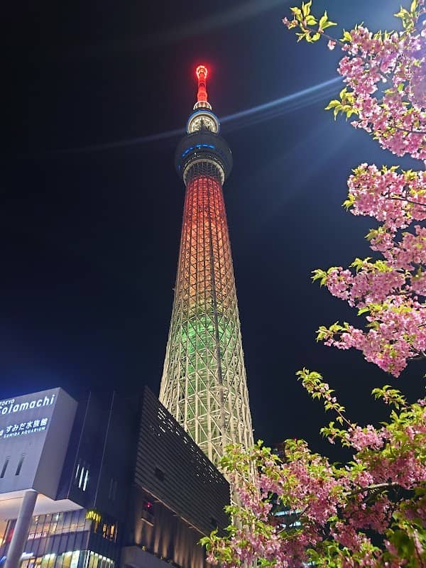 Kawazu-Zakura next to Tokyo Skytree - Image 2