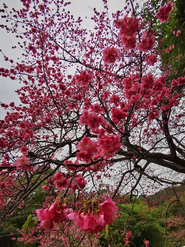八重岳麓の東屋 - Image 2