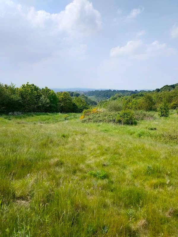 Silverwood Colliery Woodland - Image 2