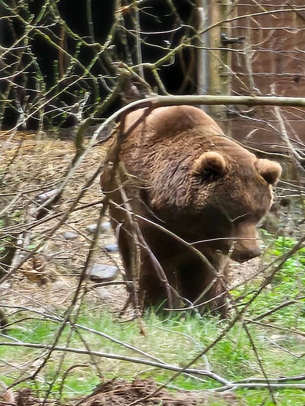 Wildlife Images Rehabilitation and Education Center - Image 1