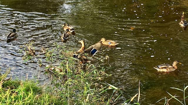 Village Creek Park - Image 1