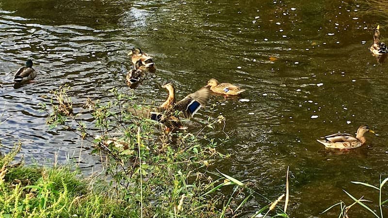 Village Creek Park - Image 1