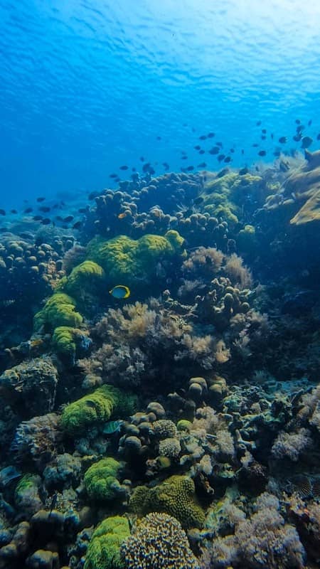 Silamo Dive Site - Image 1