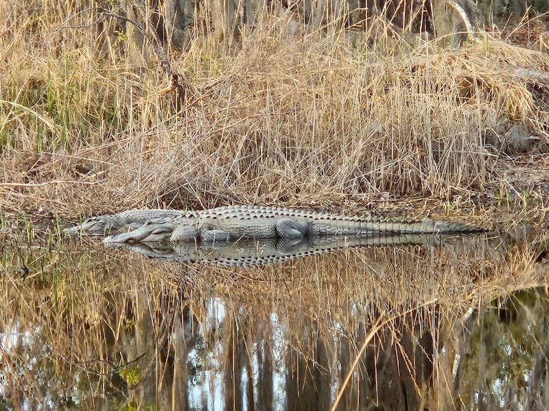 Fishburne Bank Wildlife Viewing Area - Image 1