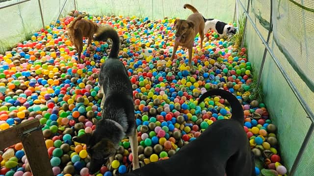 Cool K9 - Image 1