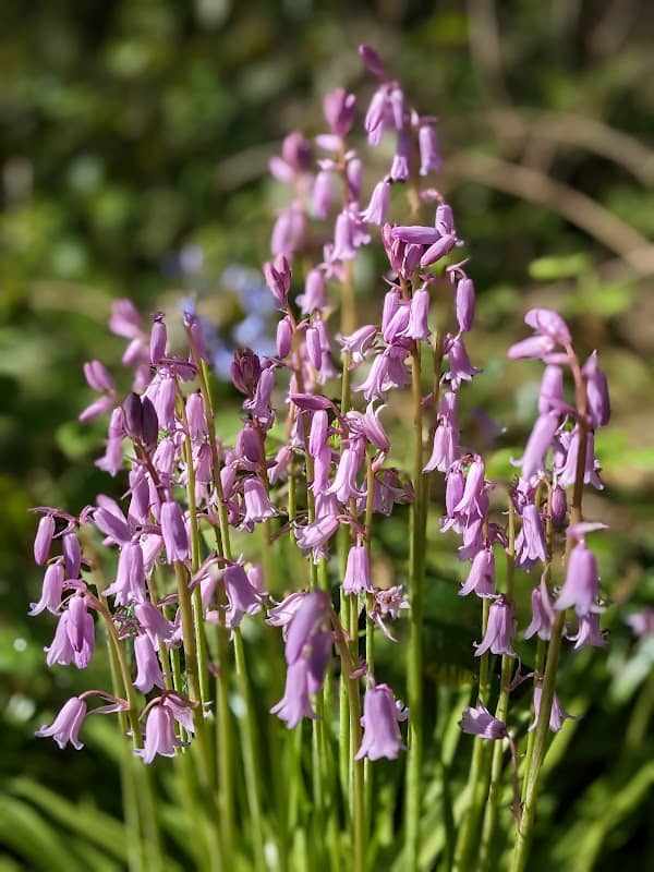 Pheasant Wood - Image 2