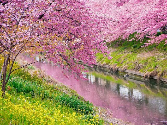 青毛堀川沿いの河津桜 - Image 1