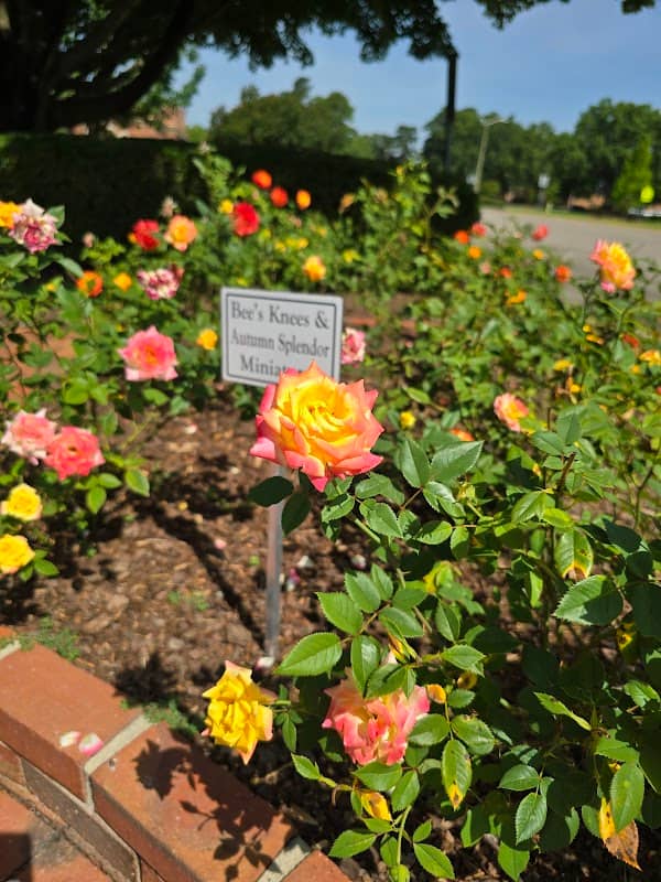 Fayetteville Rose Garden - Image 2